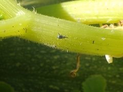Brentidae