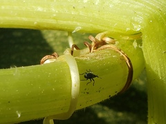 Brentidae