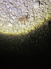 Eremobatinae