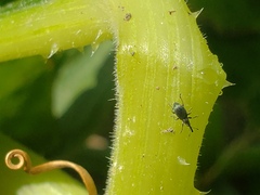 Brentidae
