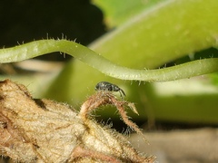 Brentidae
