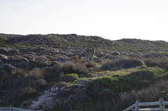 Tragelaphus oryx oryx