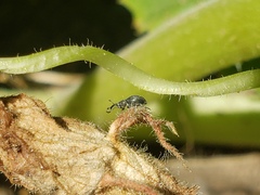 Brentidae