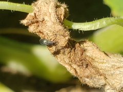 Brentidae