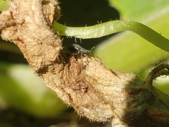 Brentidae