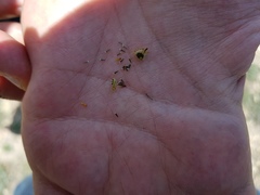 Thymophylla setifolia