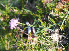 Dianthus hyssopifolius