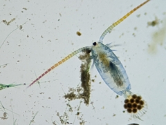 Neocopepoda