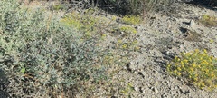 Lyrocarpa coulteri