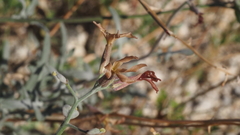Lyrocarpa coulteri