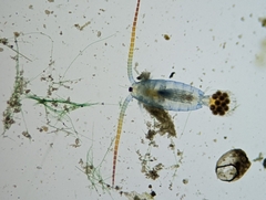 Neocopepoda