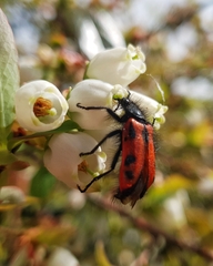 Astylus trifasciatus
