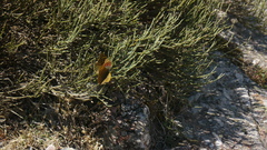 Cytisus oromediterraneus