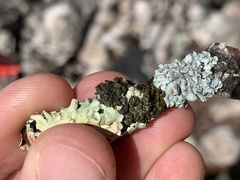 Tuckermanella fendleri