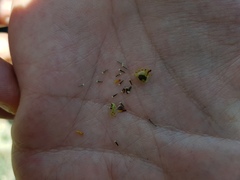 Thymophylla setifolia