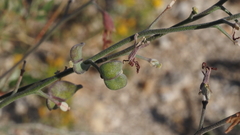Lyrocarpa coulteri
