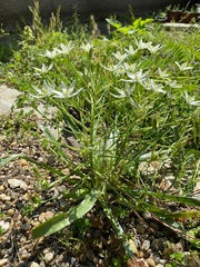Ornithogalum montanum