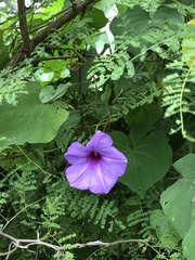 Ipomoea pedicellaris