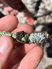 Tuckermanella fendleri