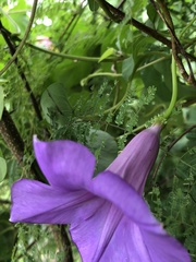 Ipomoea pedicellaris