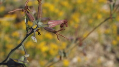 Lyrocarpa coulteri