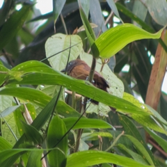 Thamnophilus unicolor