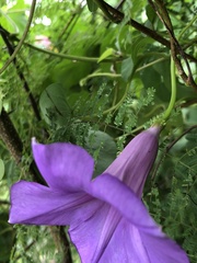 Ipomoea pedicellaris