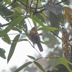 Thamnophilus unicolor