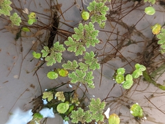 Azolla