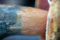 Neoboletus erythropus