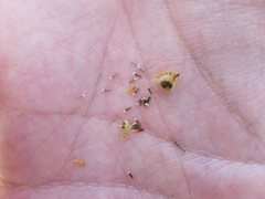 Thymophylla setifolia