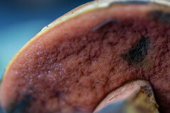 Neoboletus erythropus