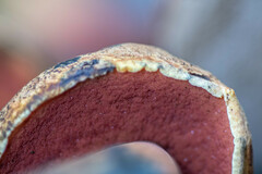 Neoboletus erythropus