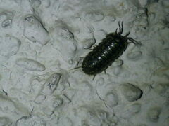 Armadillidium versicolor