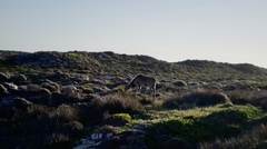 Tragelaphus oryx oryx
