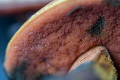 Neoboletus erythropus