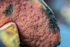 Neoboletus erythropus