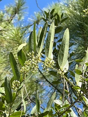 Smilax laurifolia