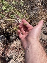 Polanisia dodecandra