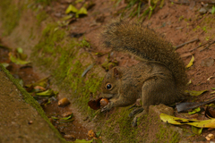 Sciurus aestuans