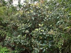 Brachyglottis repanda