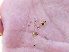 Thymophylla setifolia