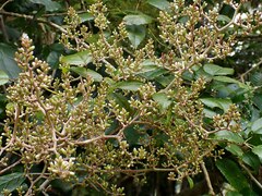 Brachyglottis repanda