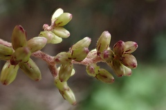 Brachyglottis repanda
