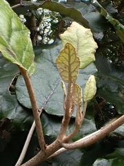 Brachyglottis repanda