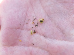 Thymophylla setifolia