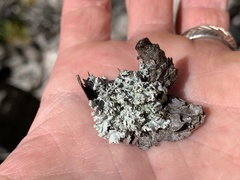 Imshaugia placorodia