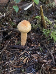 Chroogomphus tomentosus