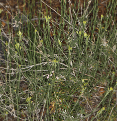 Chrysothamnus depressus