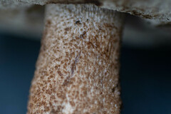 Leccinum albostipitatum